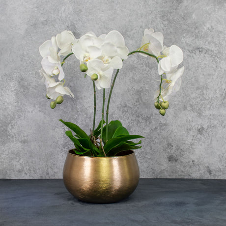 Phalaenopsis Plant in a spherical brushed gold pot cover