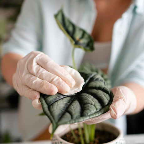 Wiping the leaf of a faux plant