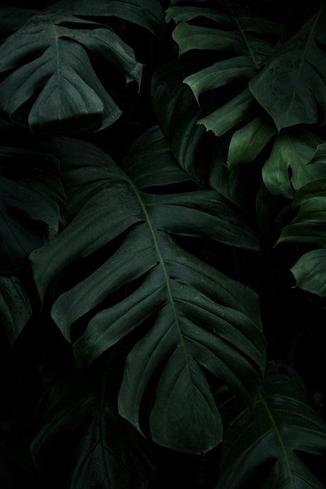 Monstera leaves under very dark conditions.