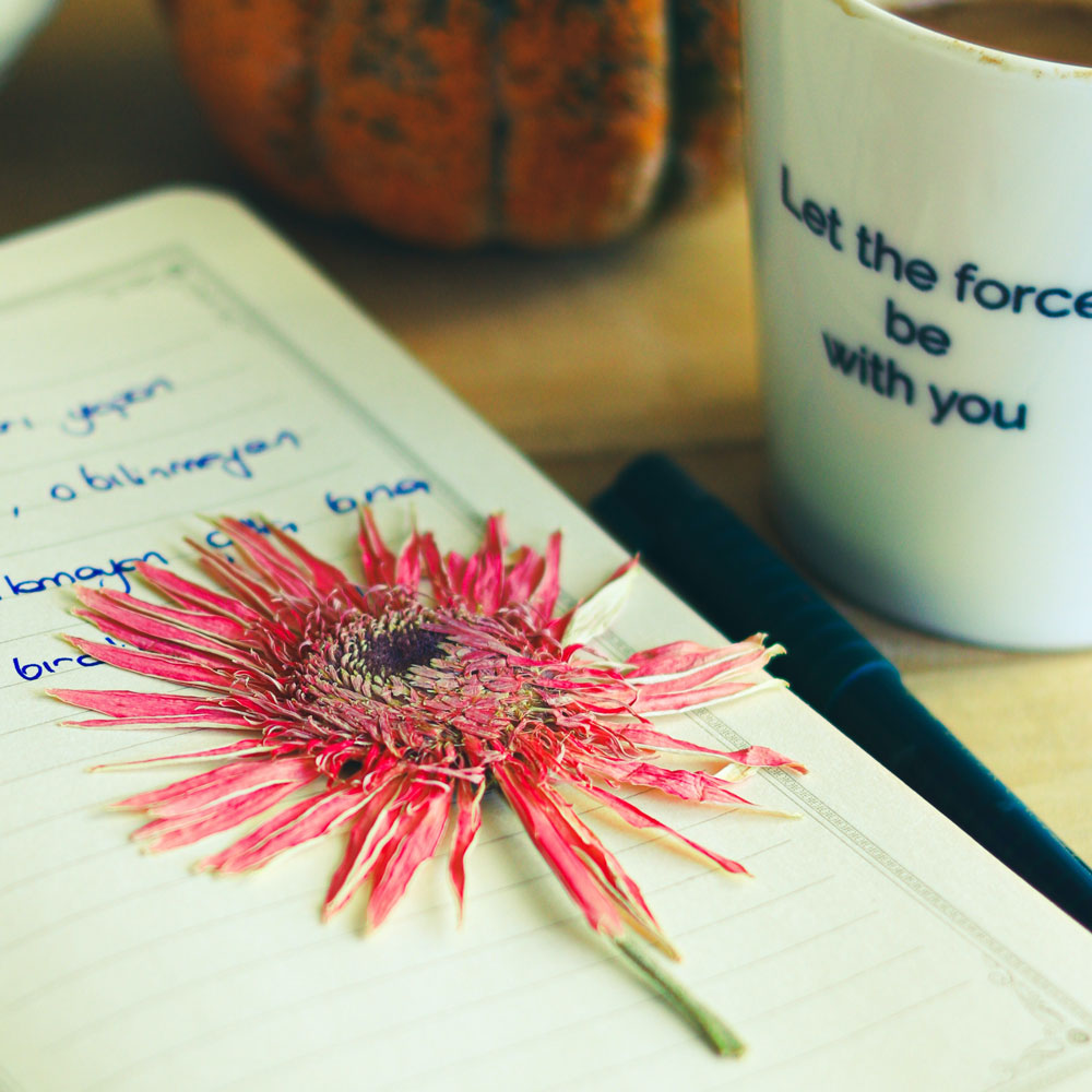 A beautiful, bright pink daisy like flower that has been pressed, laying on an open note book.