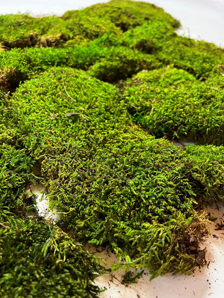 Preserved Moss