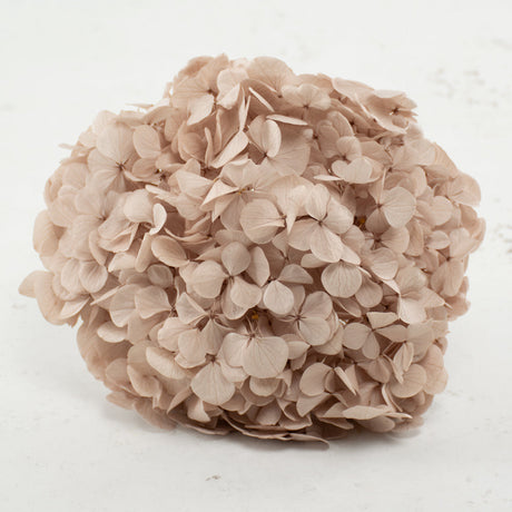 Preserved Hydrangeas