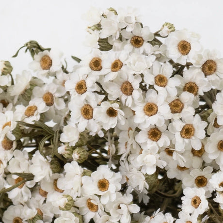 Dried Flowers