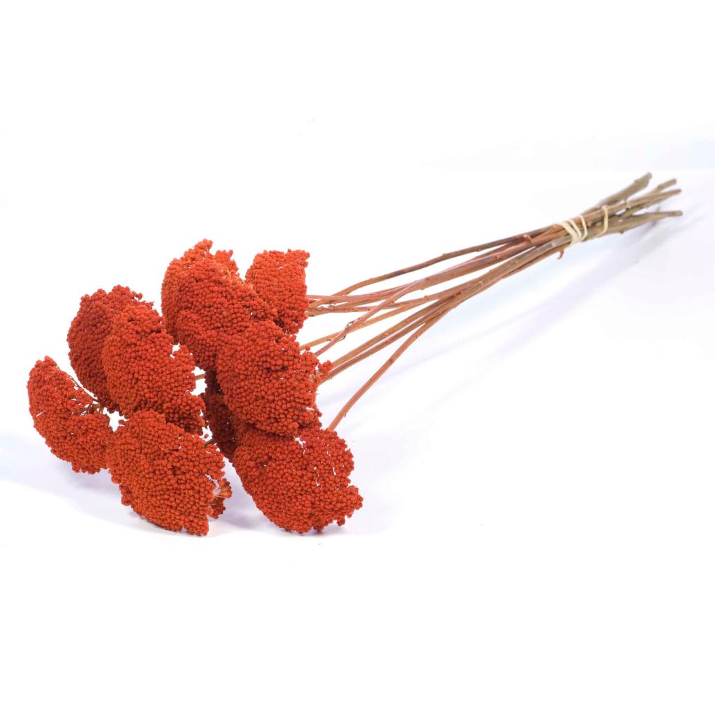 Pre Order Achillea Parker, Burnt Orange, box x 15