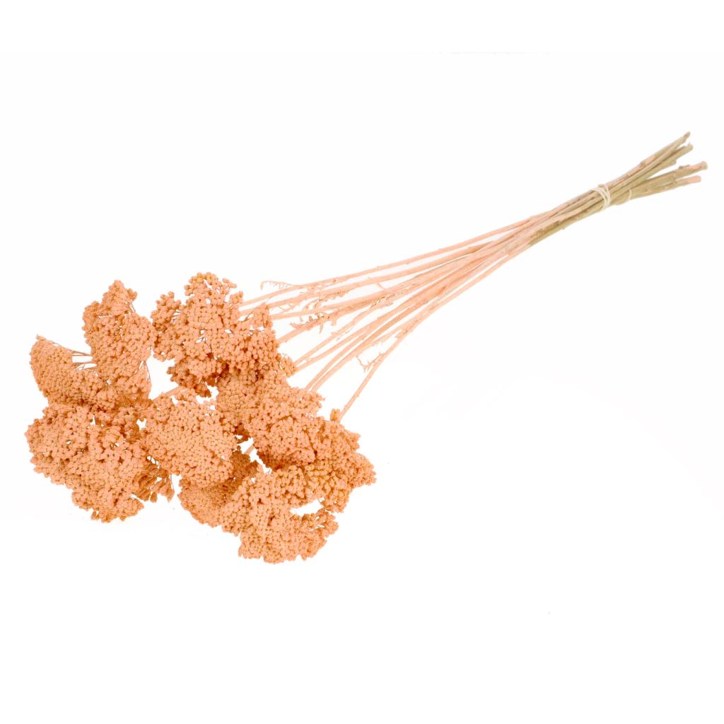 Pre Order Achillea parker coral misty, box x 15