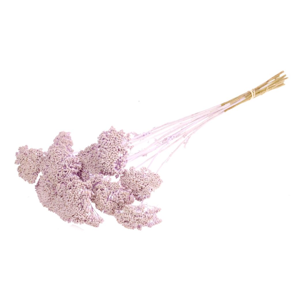Pre Order Achillea parker lilac misty, box x 15