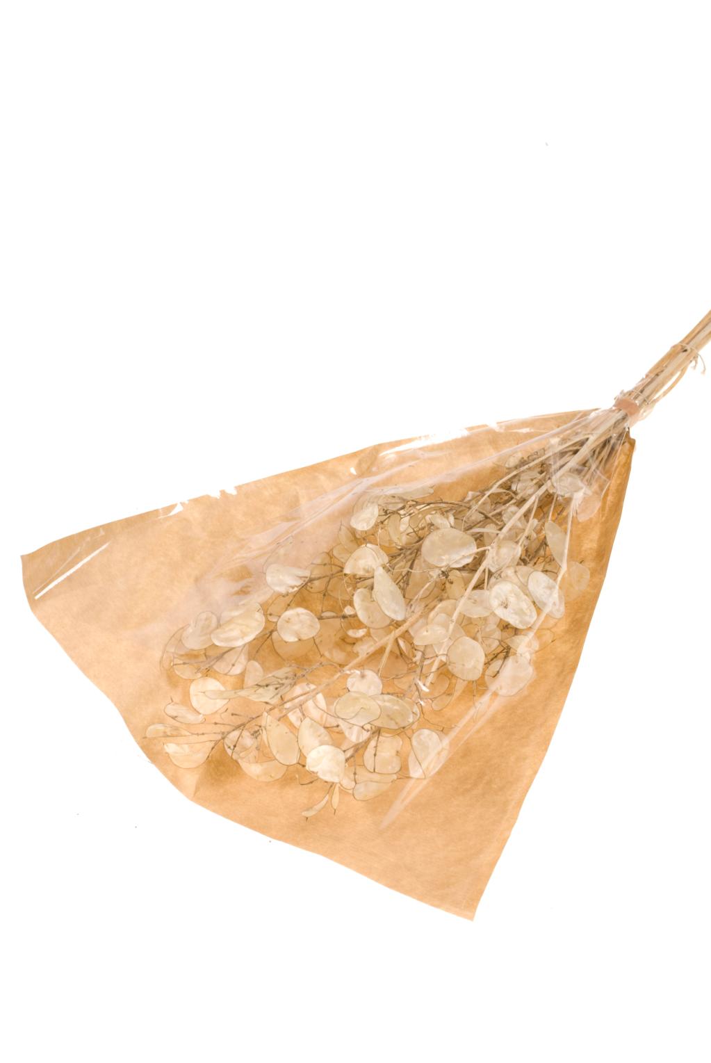 Pre Order Lunaria / Honesty natural, box x 10