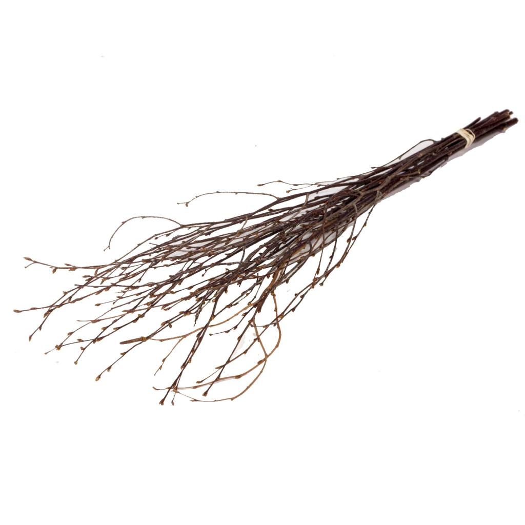 Pre Order Birch 60cm natural brown, box x 50