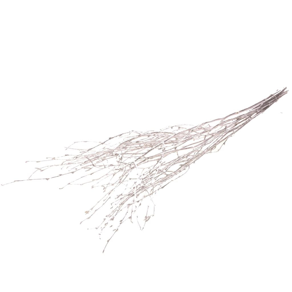 Pre Order Birch 60cm silver, Box x 50