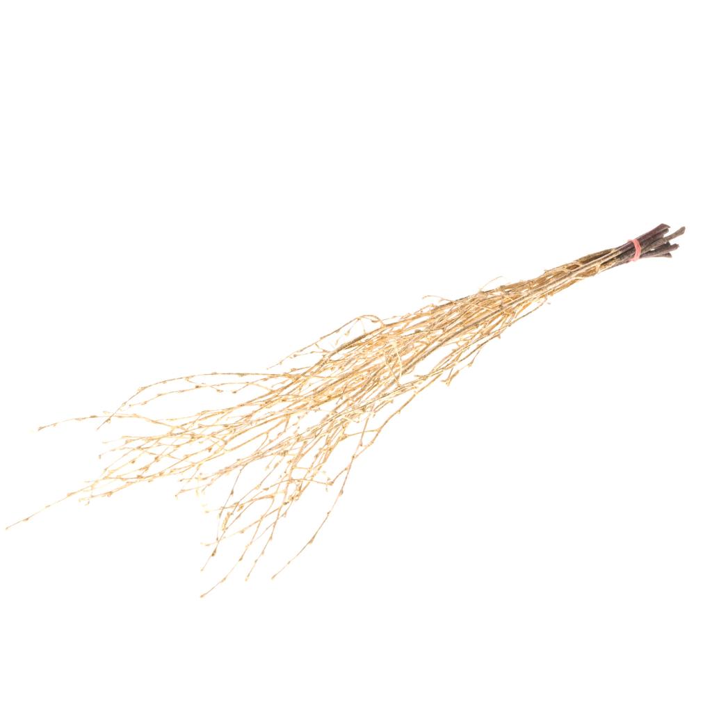 Pre Order Birch 60cm gold, Box x 50