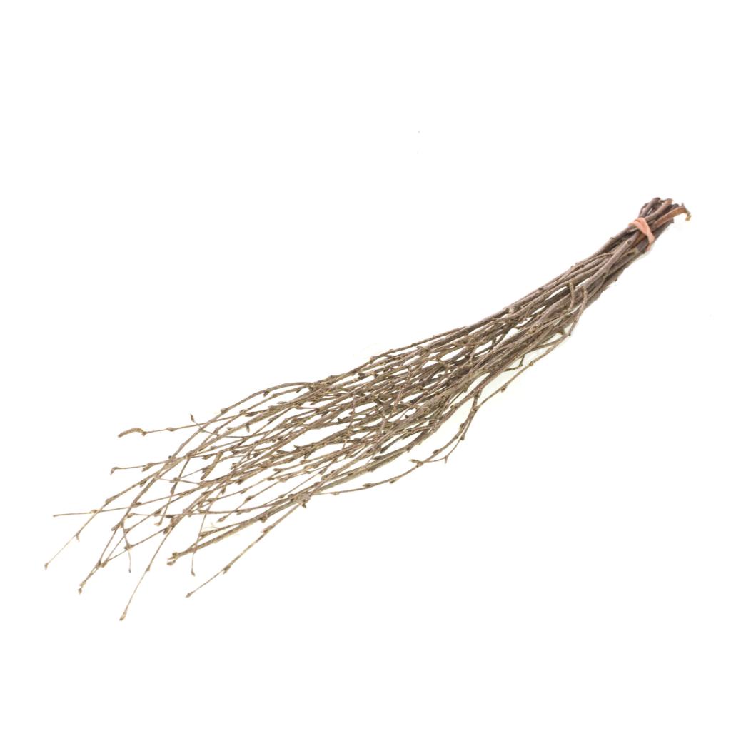 Pre Order Birch 60cm natural gold touch, Box x 50