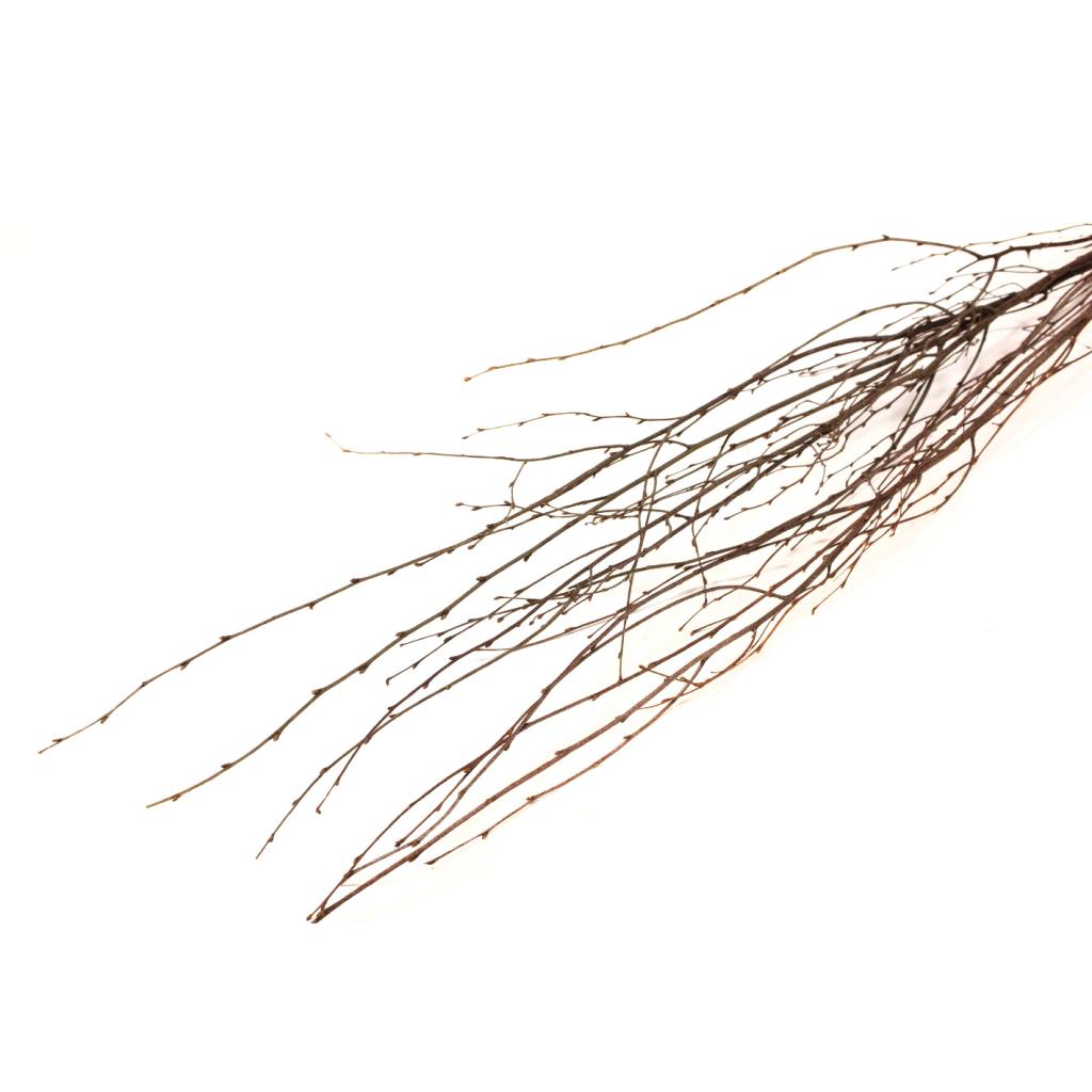 Pre Order Birch 115cm natural brown, box x 30