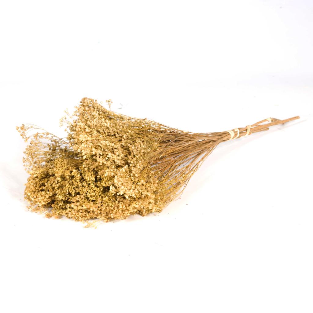 Pre Order Broom bloom natural, box x 30