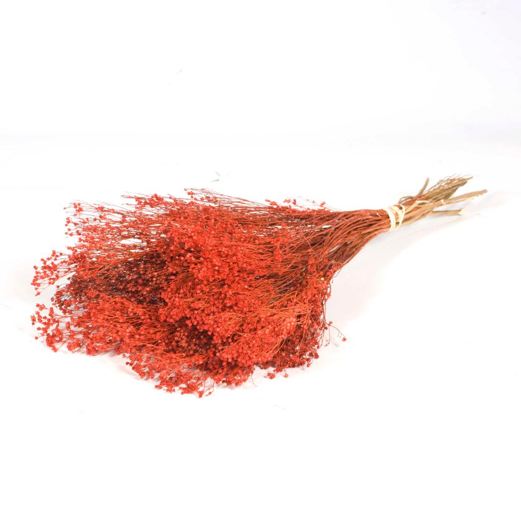 Pre Order Broom bloom burnt orange, box x 30