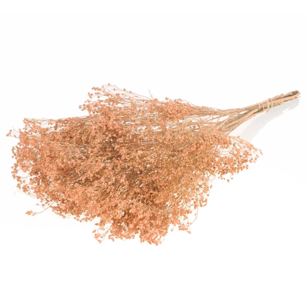 Pre Order Broom bloom coral misty, box x 25