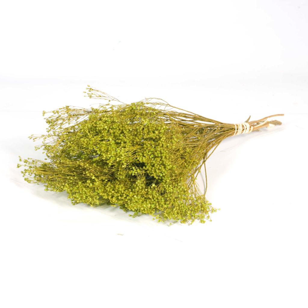 Pre Order Broom bloom green, box x 30