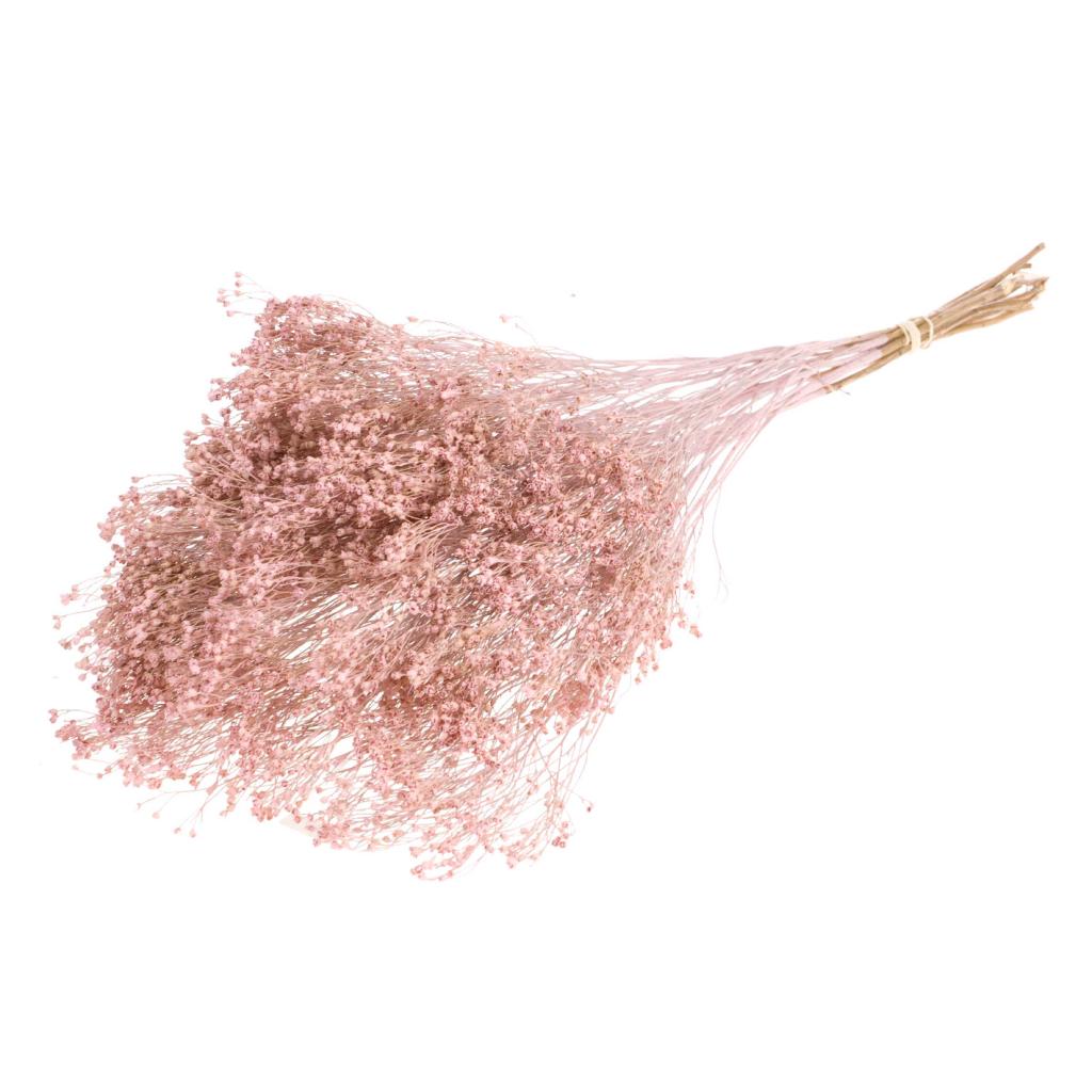 Pre Order Broom bloom pink misty, box x 25