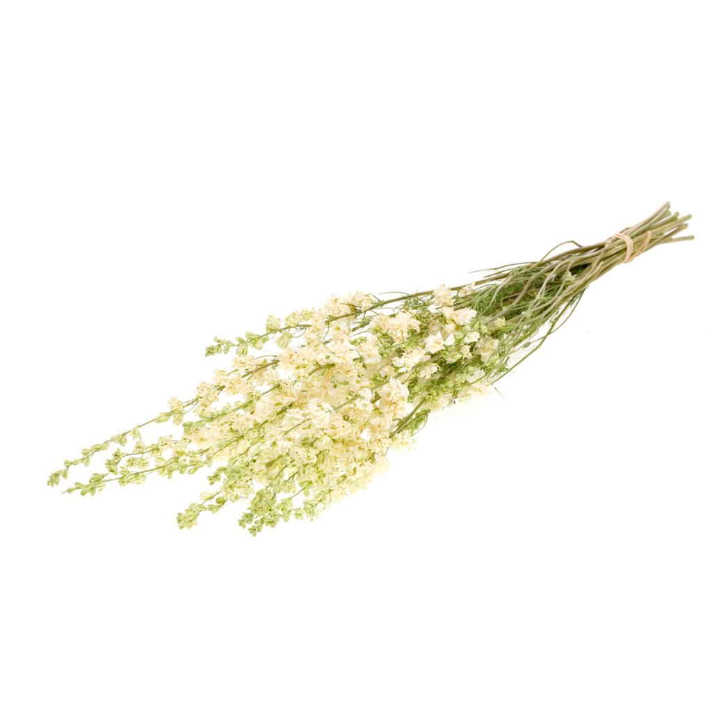 Pre Order Delphinium natural white, box x 25