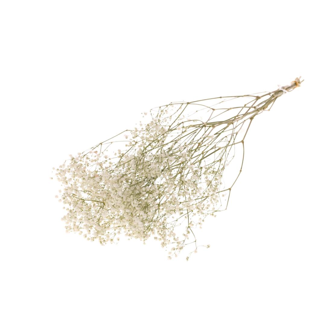 Pre Order Gypsophila dried natural white, box x 20