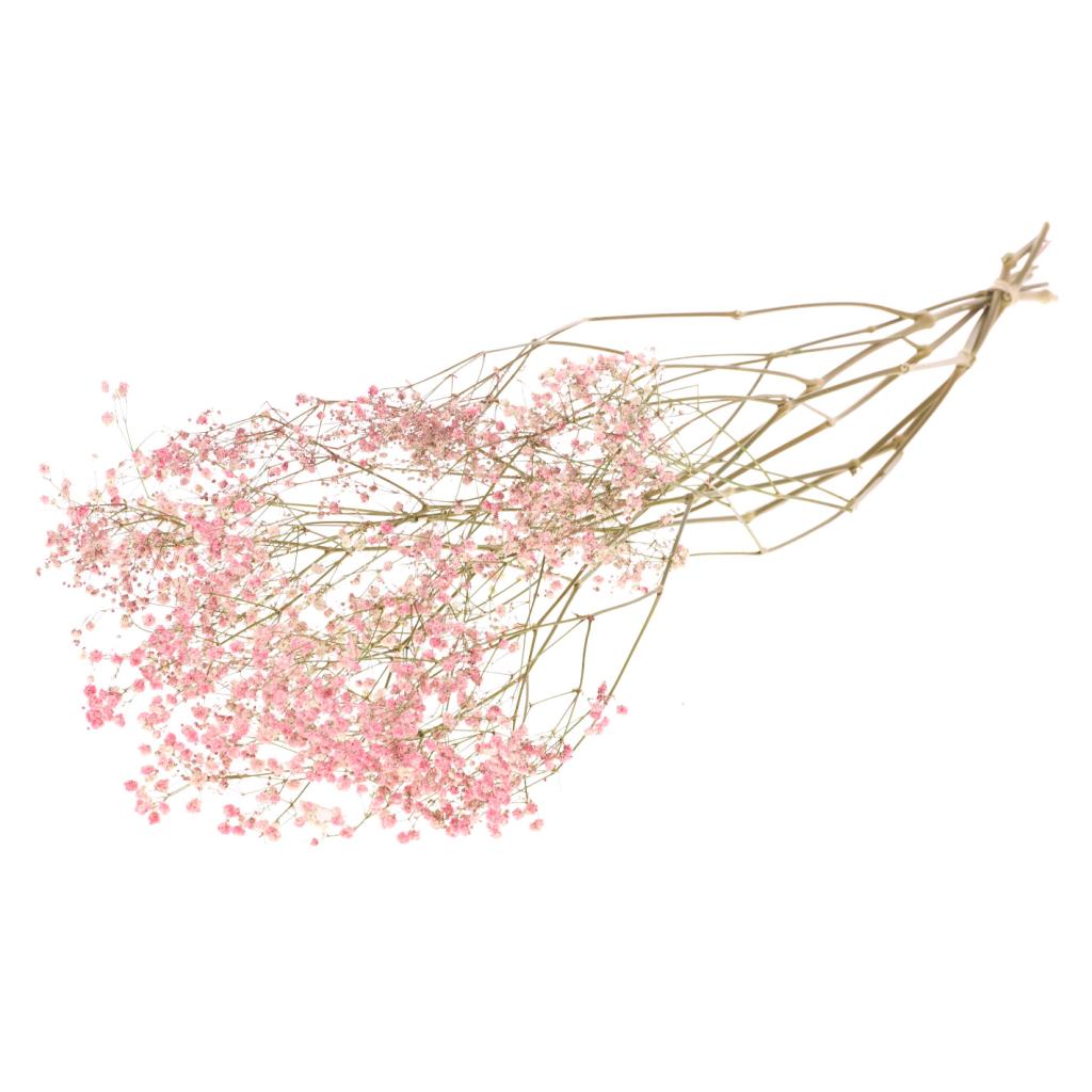 Pre Order Gypsophila dried pink, box x 20