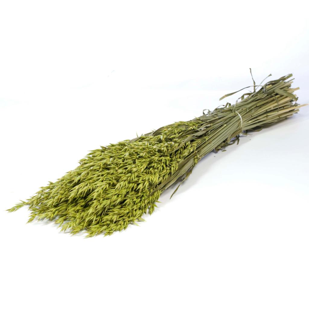 Pre Order Haver (avena) green, box x 25