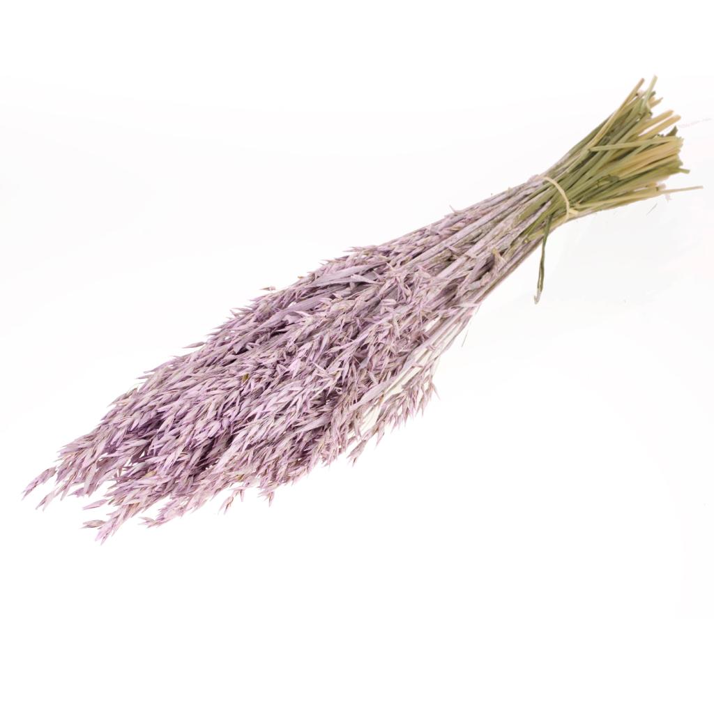 Pre Order Haver (avena) lilac misty, box x 25