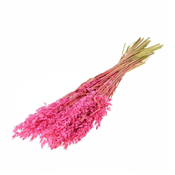 Pre Order Haver (avena) sugar pink, box x 25