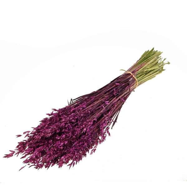 Pre Order Haver (avena) Prune, box x 25