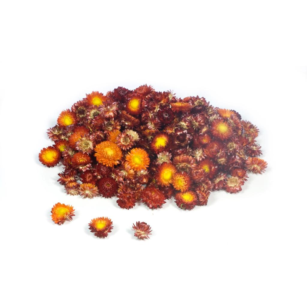 Pre Order Helichrysum head loose natural red, box x 2KG
