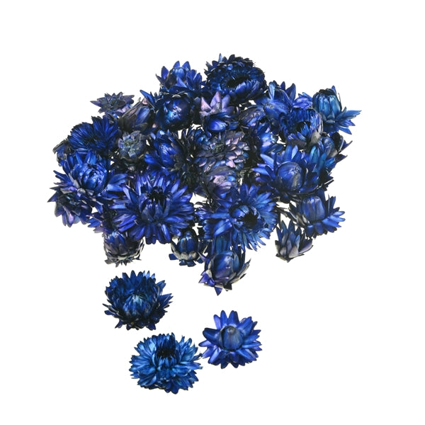 Pre Order Helichrysum heads kg dark blue , box x 2