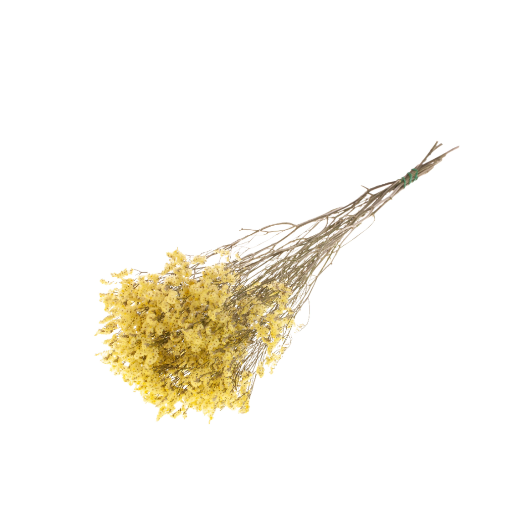 Pre Order Statice limonium diamond natural yellow, box x 20