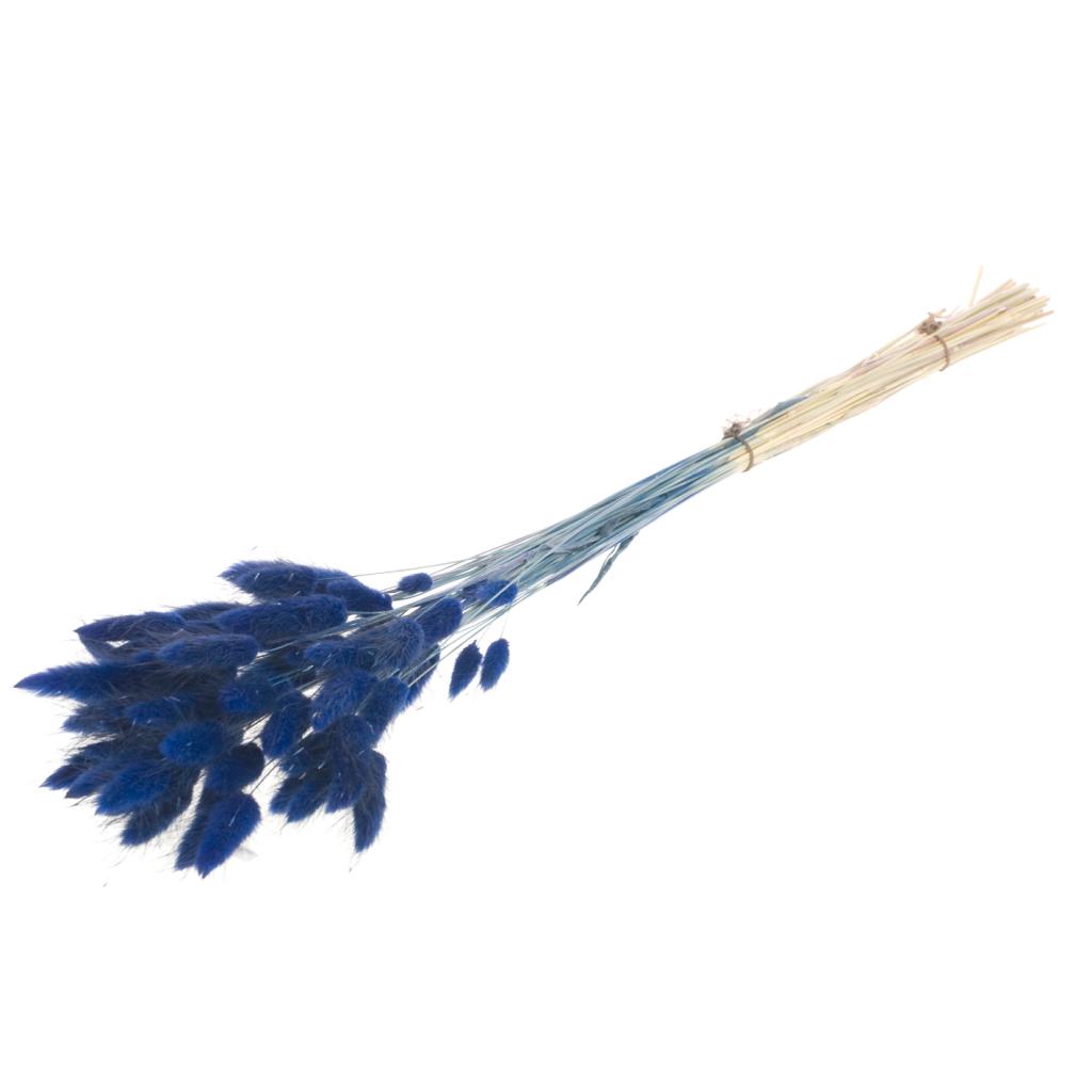 Pre Order Lagurus ovatus dark blue, box x 30