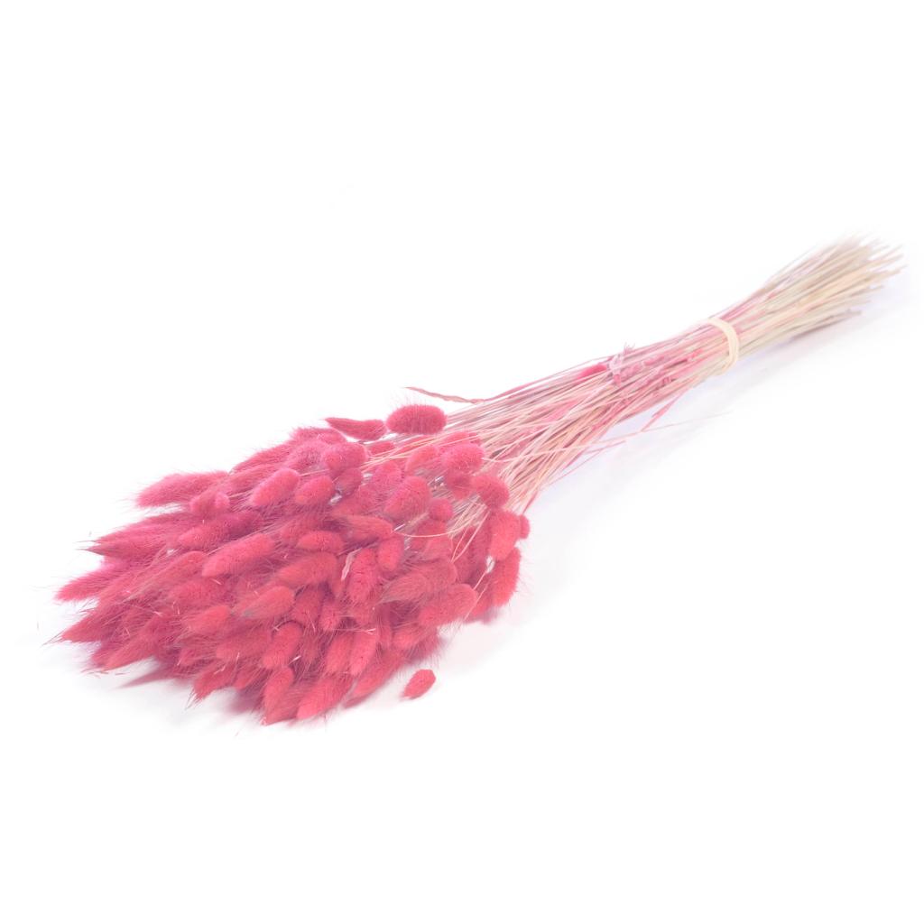 Pre Order Lagurus ovatus pink, box x 25