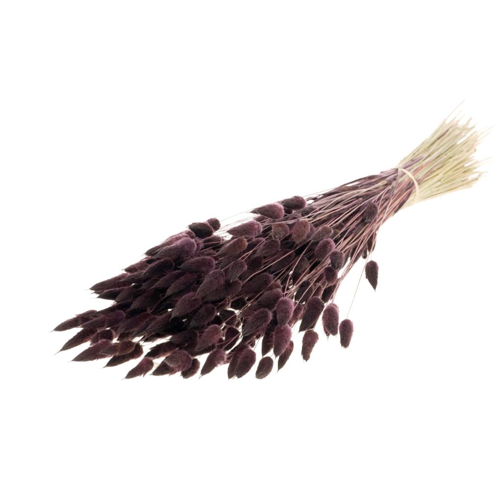 Pre Order Lagurus ovatus deep brown, box x 25