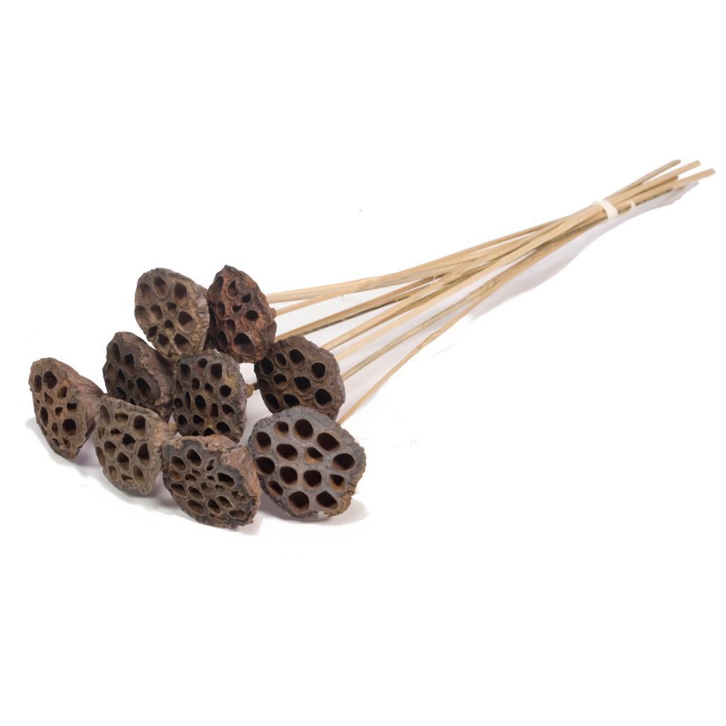 Pre Order Lotus medium on stem natural brown, box x 12