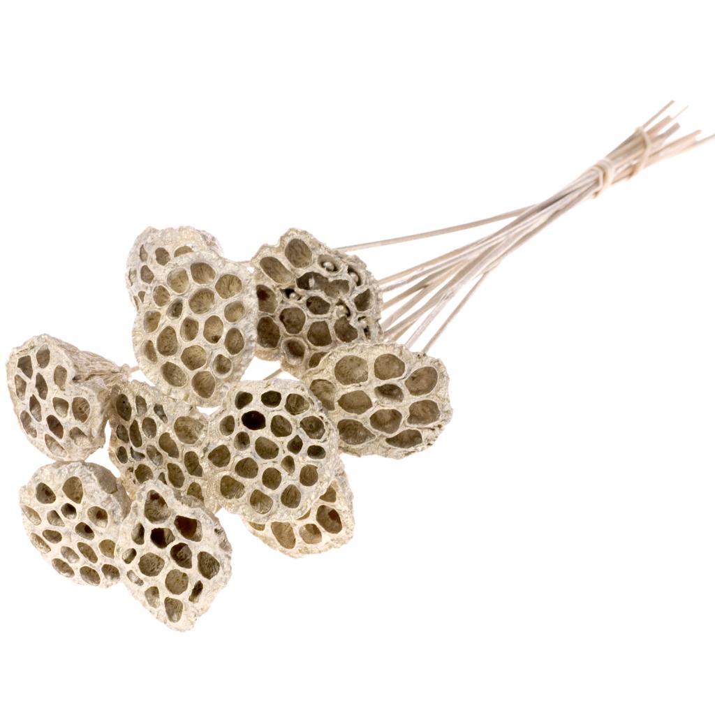 Pre Order Lotus medium on stem champagne gold, box x 12