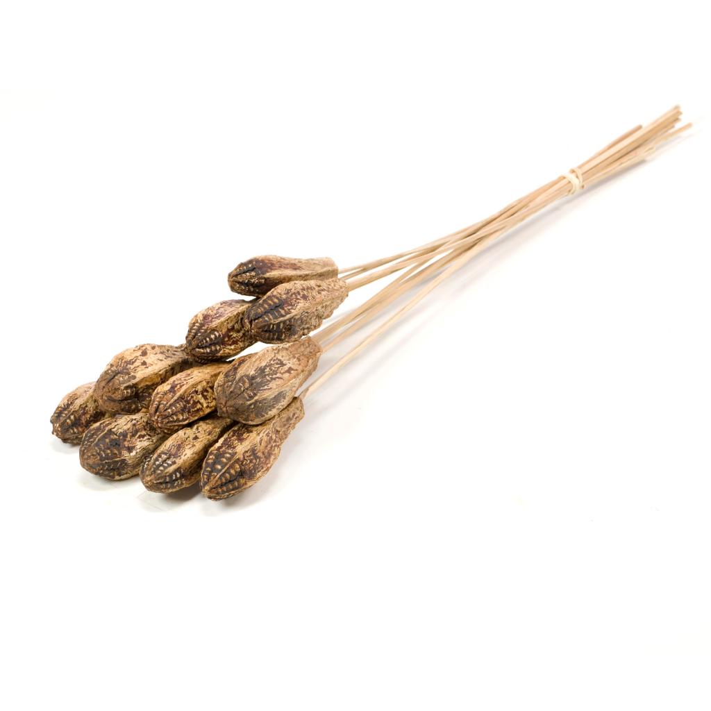 Pre Order Mahogany on stem natural, box x 20