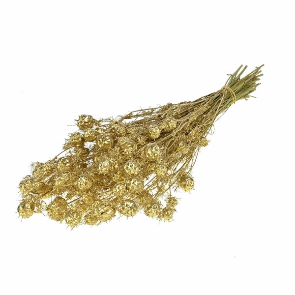 Pre Order Nigella gold, box x 15