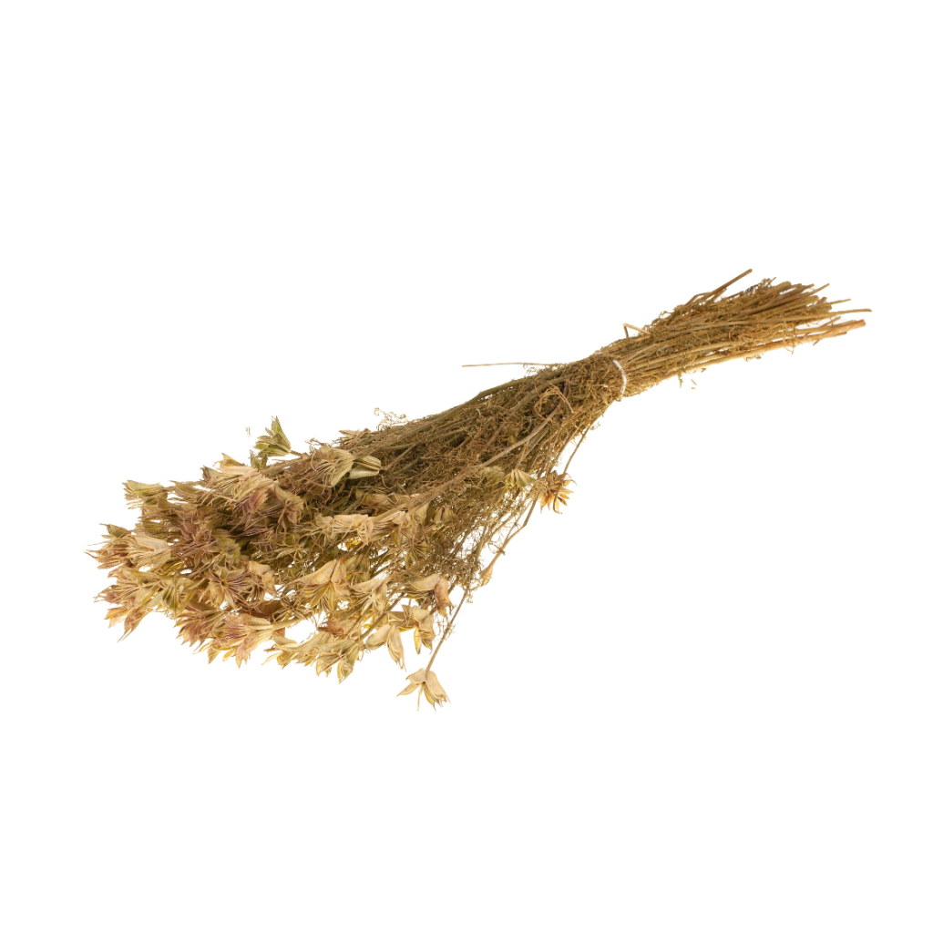 Pre Order Nigella orientalis natural, box x 20