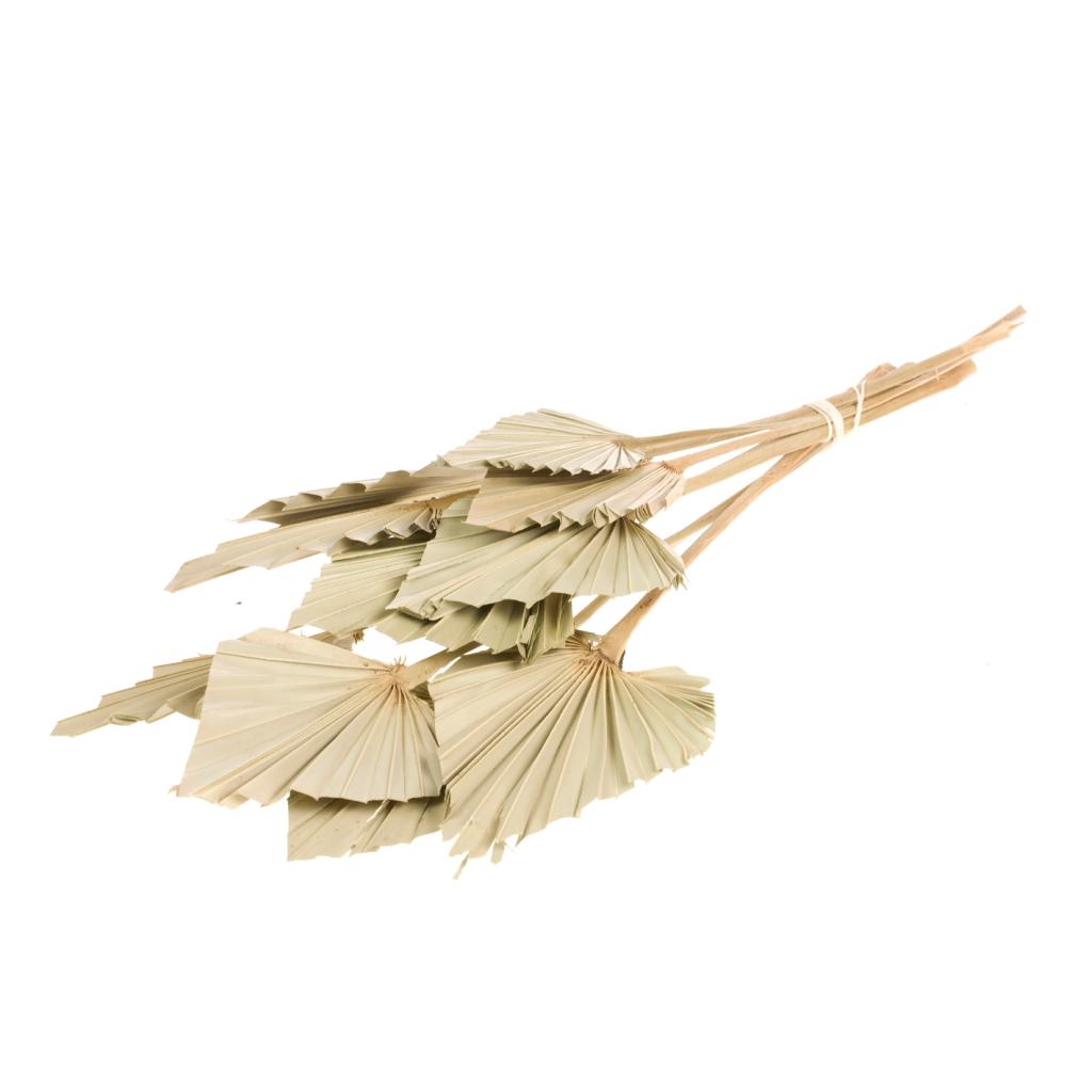 Pre Order Palmspear natural, box x 15