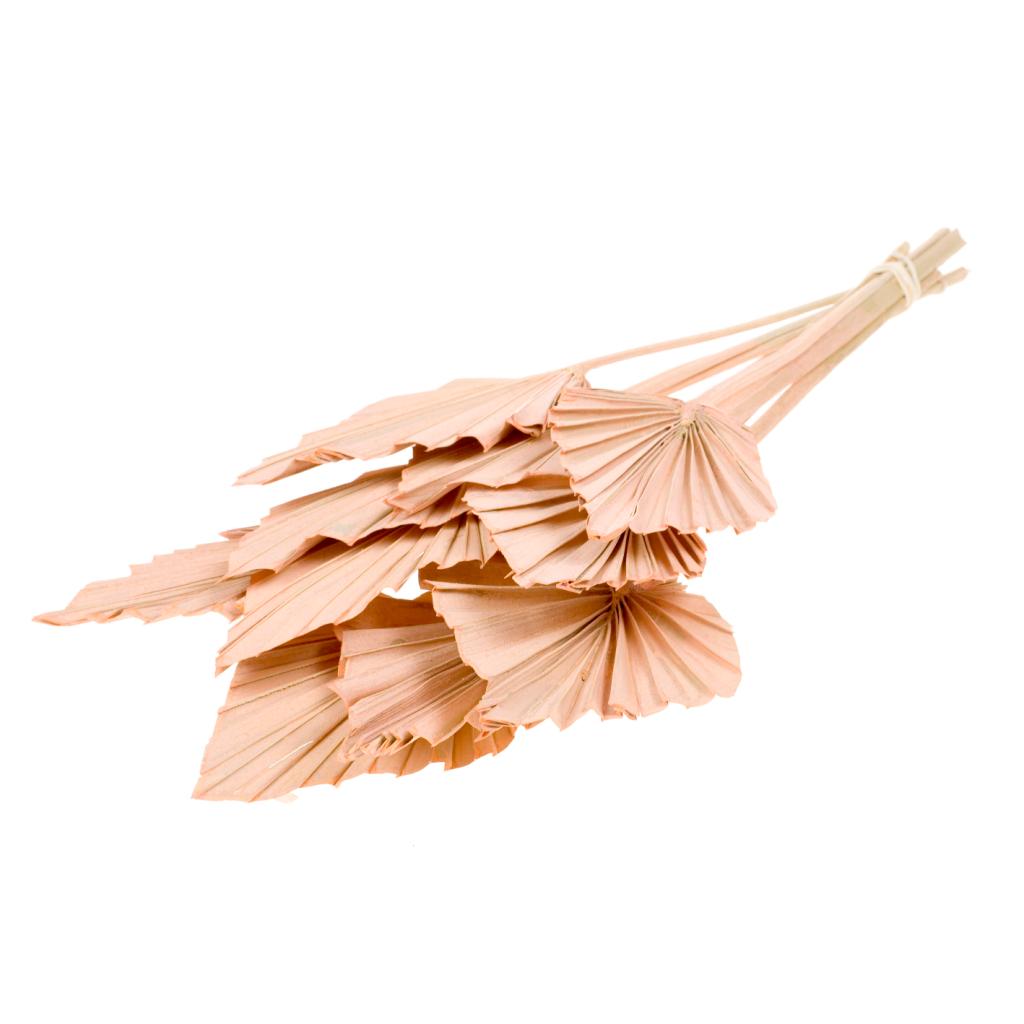 Pre Order Palmspear coral misty, box x 15