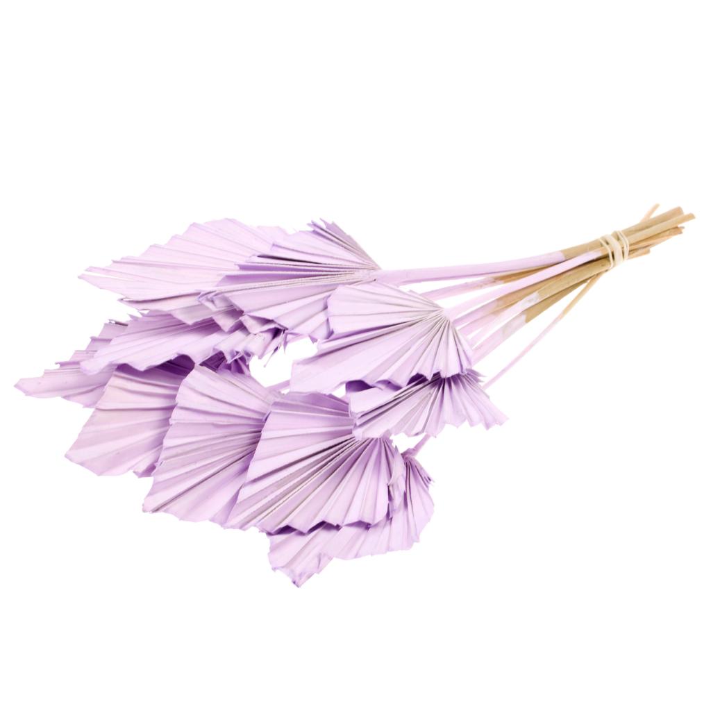 Pre Order Palmspear lilac misty, box x 15