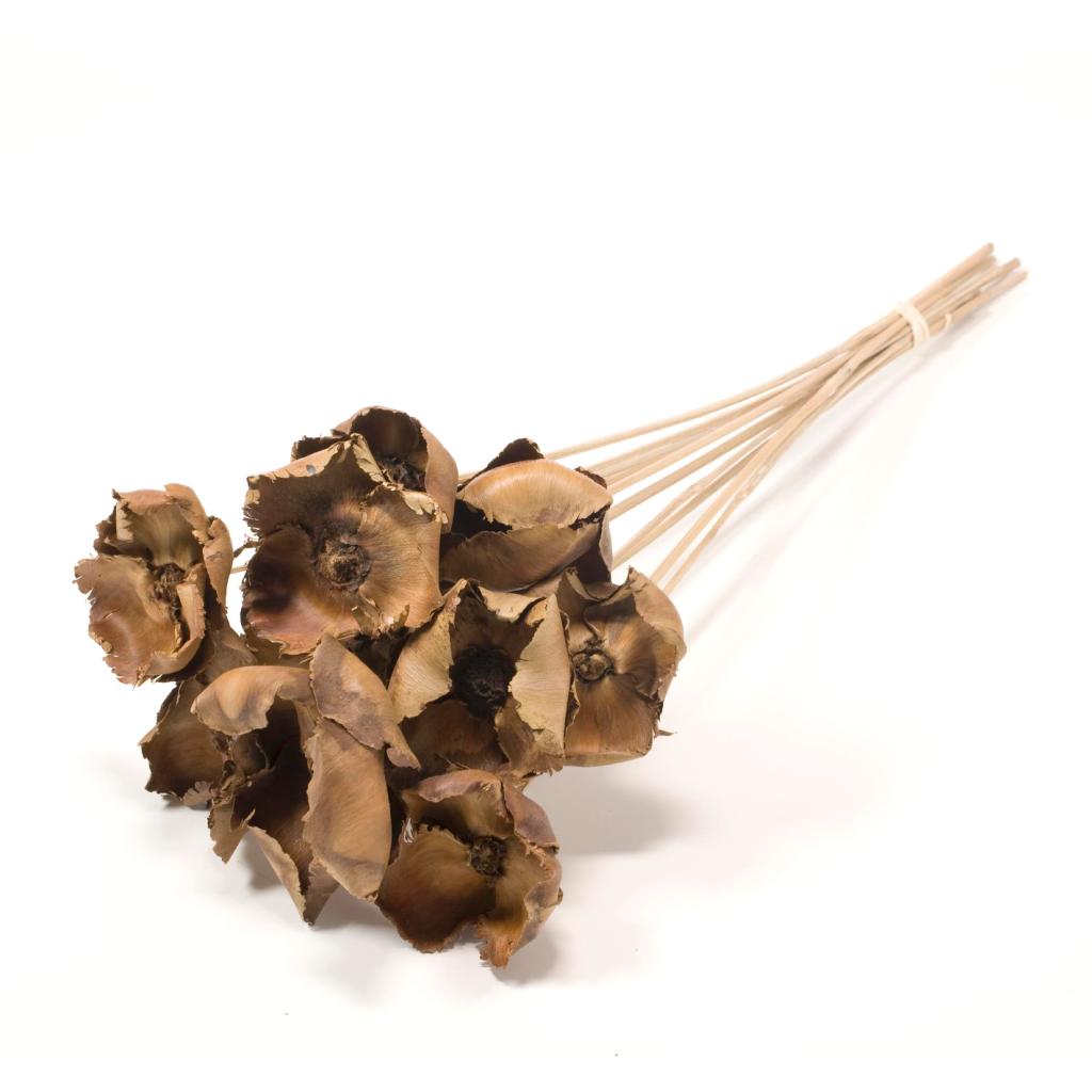 Pre Order Palmcup on stem natural brown, box x 12