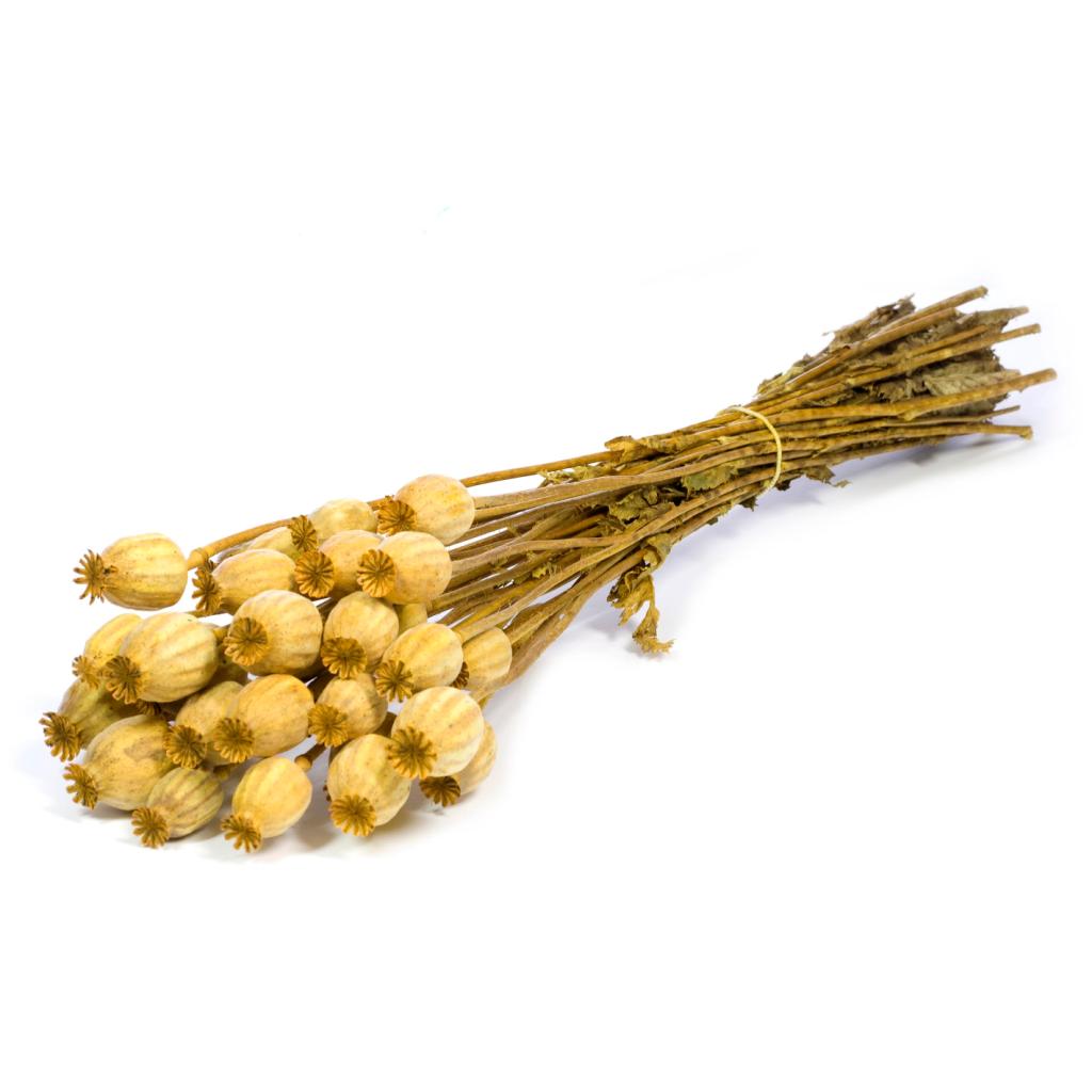 Pre Order Papaver yellow, box x 20