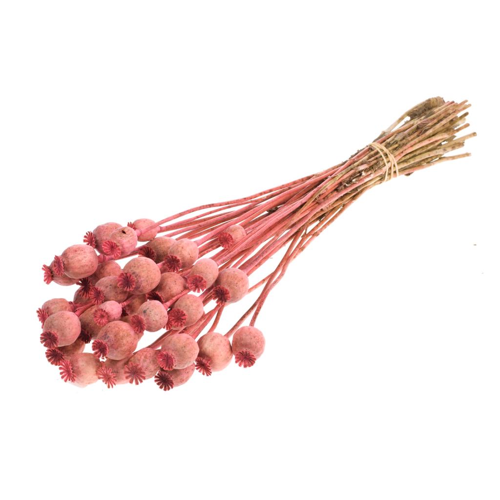 Pre Order Papaver pink, box x 20