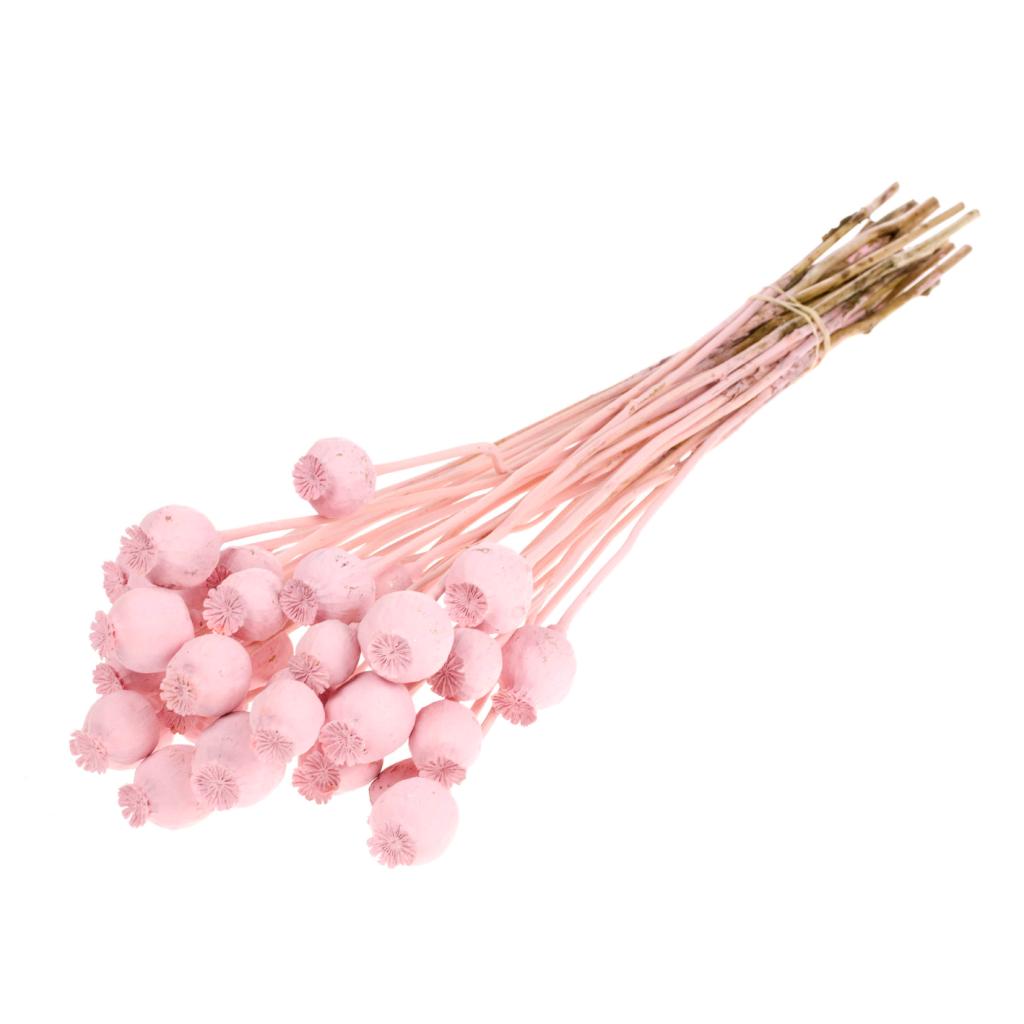 Pre Order Papaver pink misty, box x 20