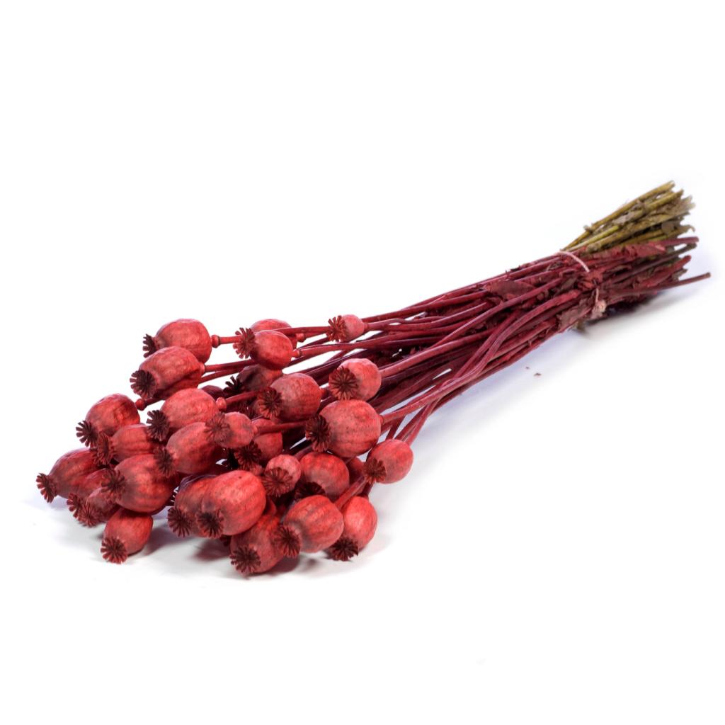 Pre Order Papaver red, box x 20
