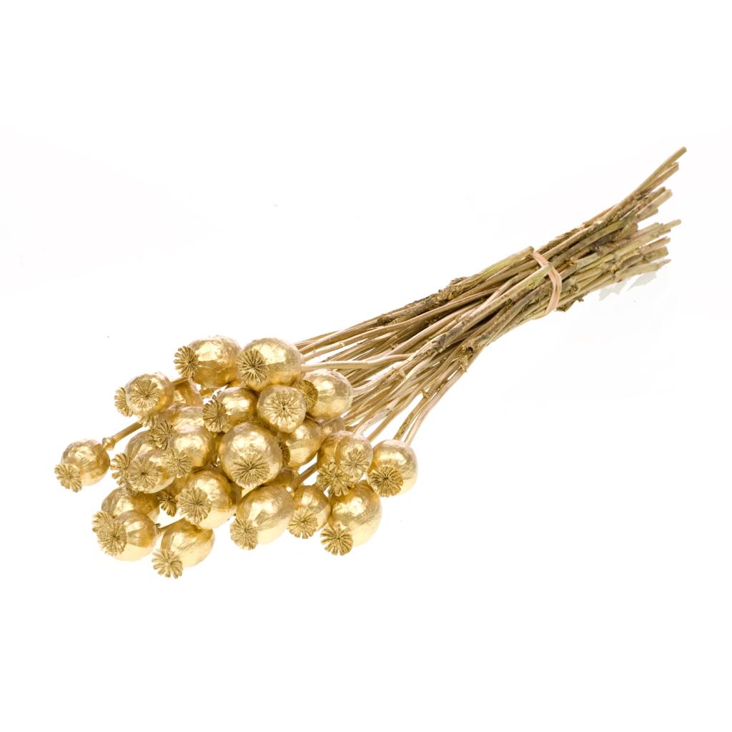 Pre Order Papaver Gold, box x 20