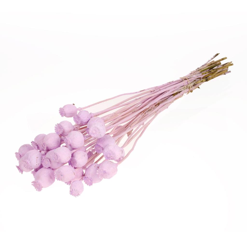 Pre Order Papaver lilac misty, box x 20
