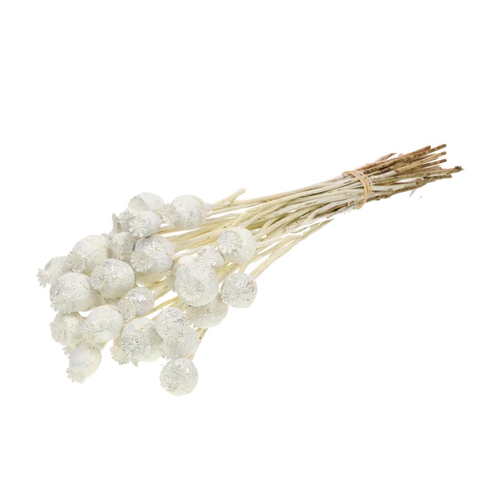 Pre Order Papaver white silver glitter, Box x 20